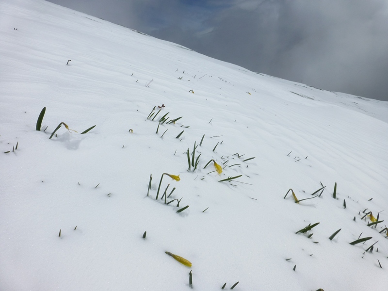 #2 jonquilles : il n jonquilles : il n'y a pas de sous couche de partout