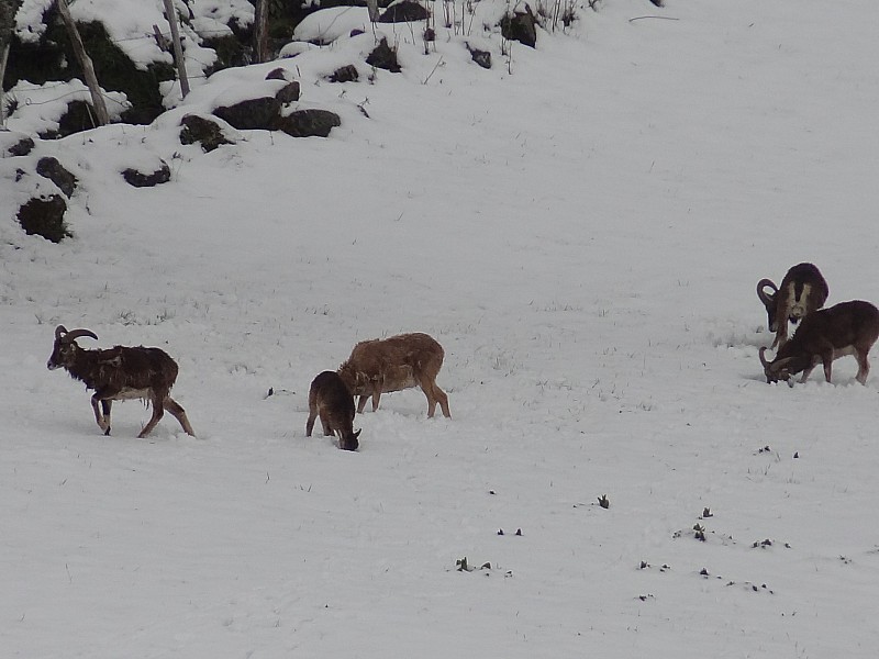 #5 A 1200m : En quête de nourriture sous la neige A 1200m : En quête de nourriture sous la neige