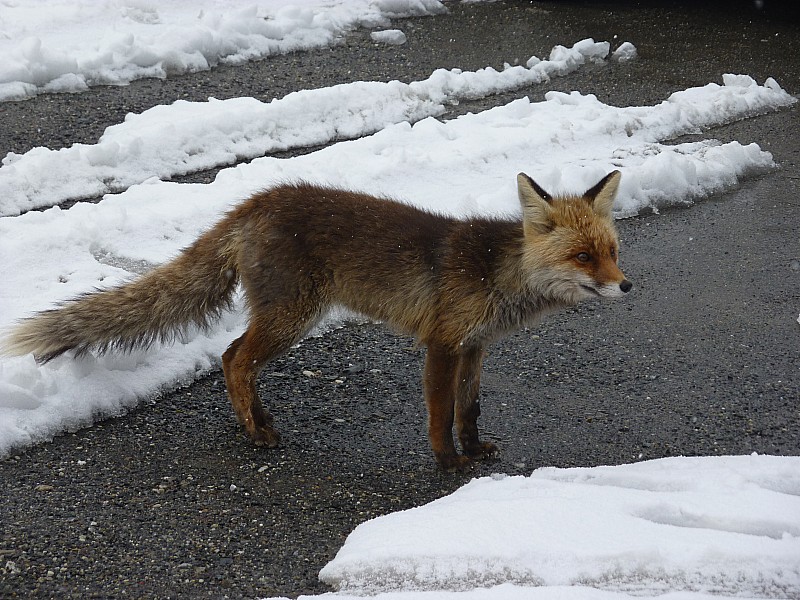 #1 Faune pas sauvage : La célébrité du coin... Faune pas sauvage : La célébrité du coin...