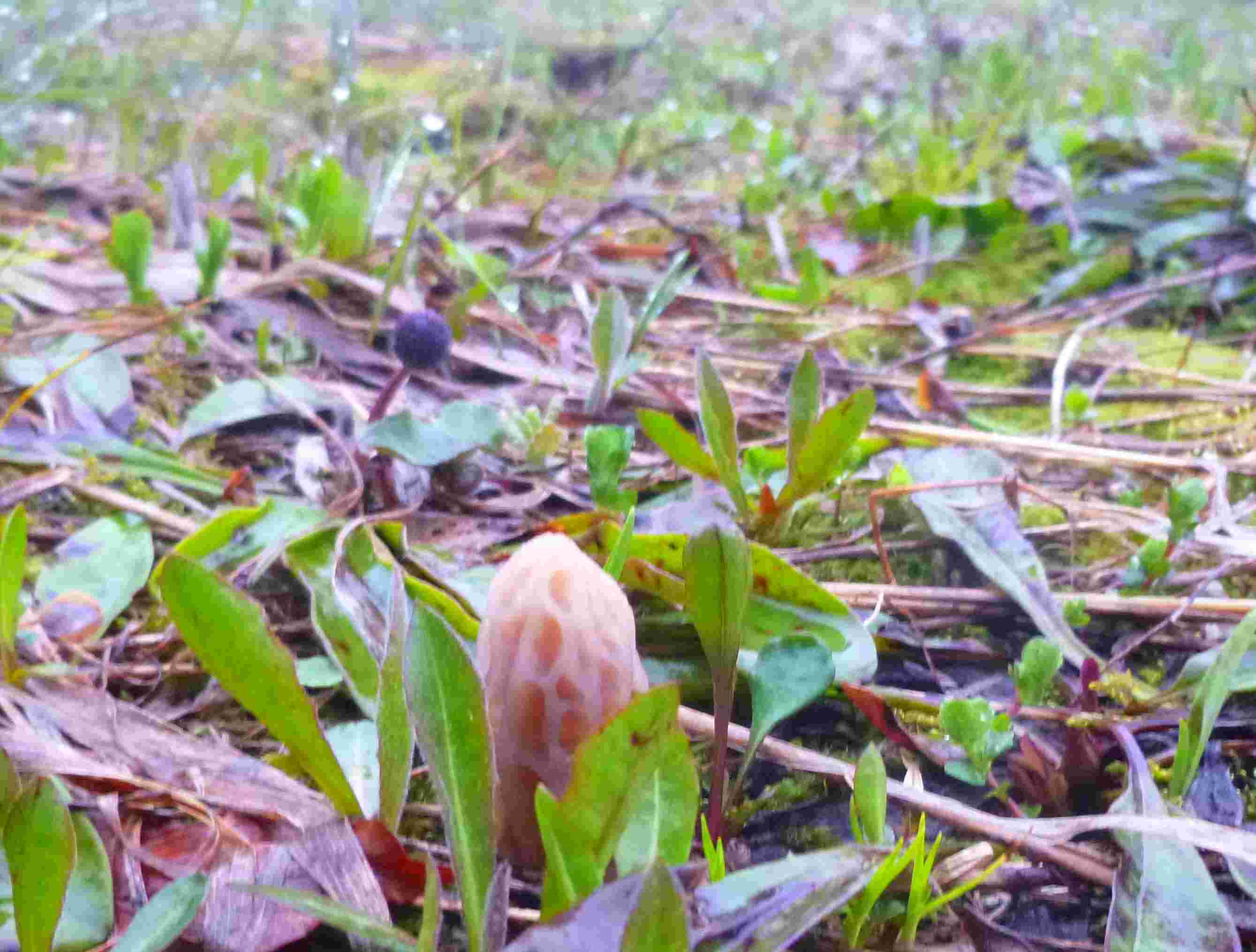 #4 Chartreuse en juin : morille Chartreuse en juin : morille