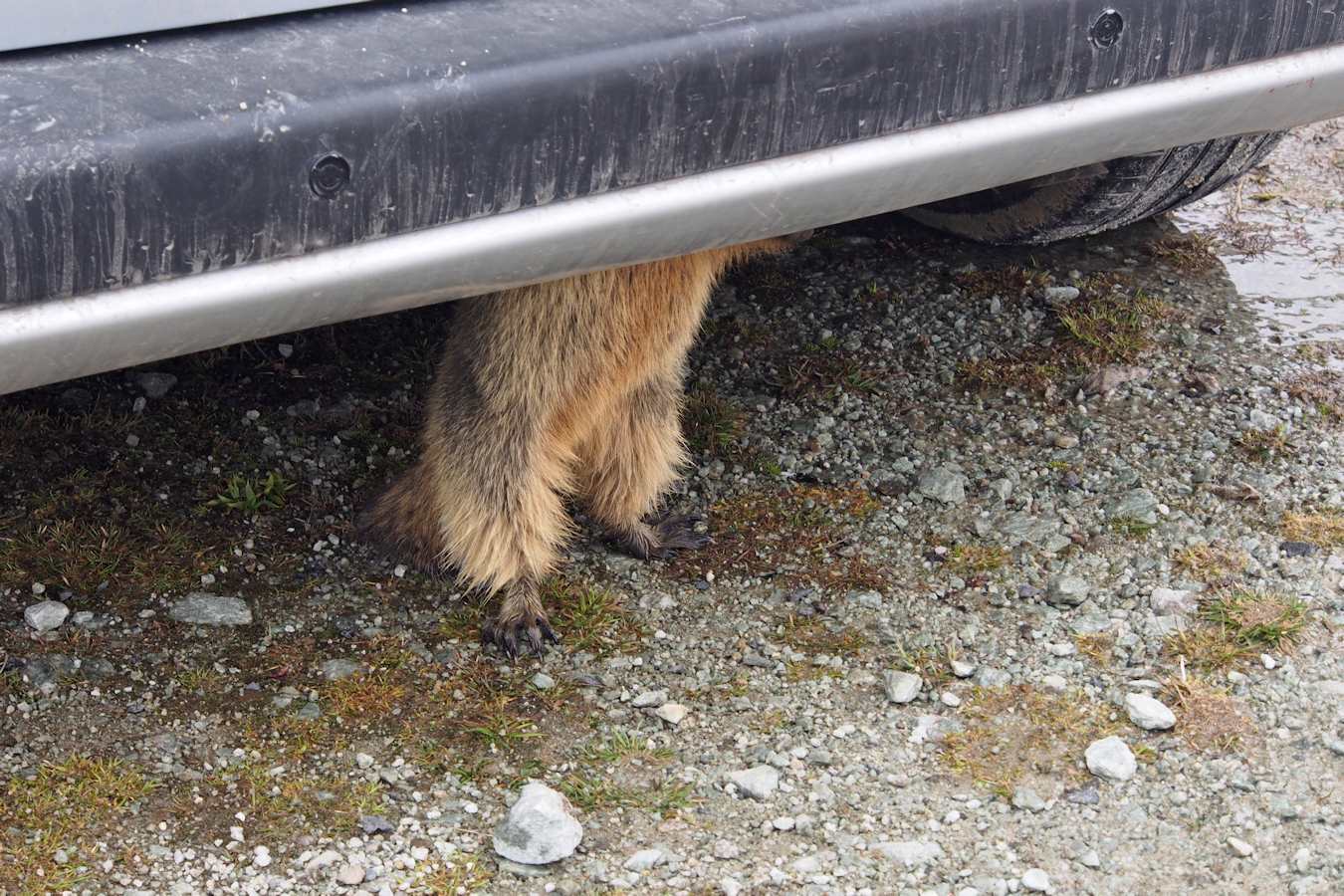 #18 Marmotte : Les rongeurs se font les dents ... Marmotte : Les rongeurs se font les dents ...