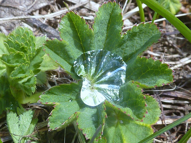 #7 Une goutte d Une goutte d'eau : Vues de loin elle ont l'éclat du diamant.