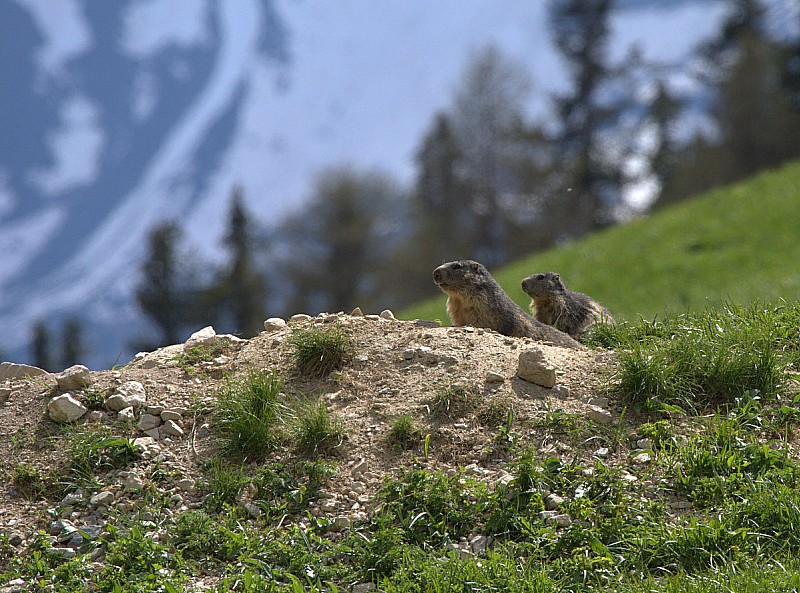 marmottes : les p'tites bêtes du coin