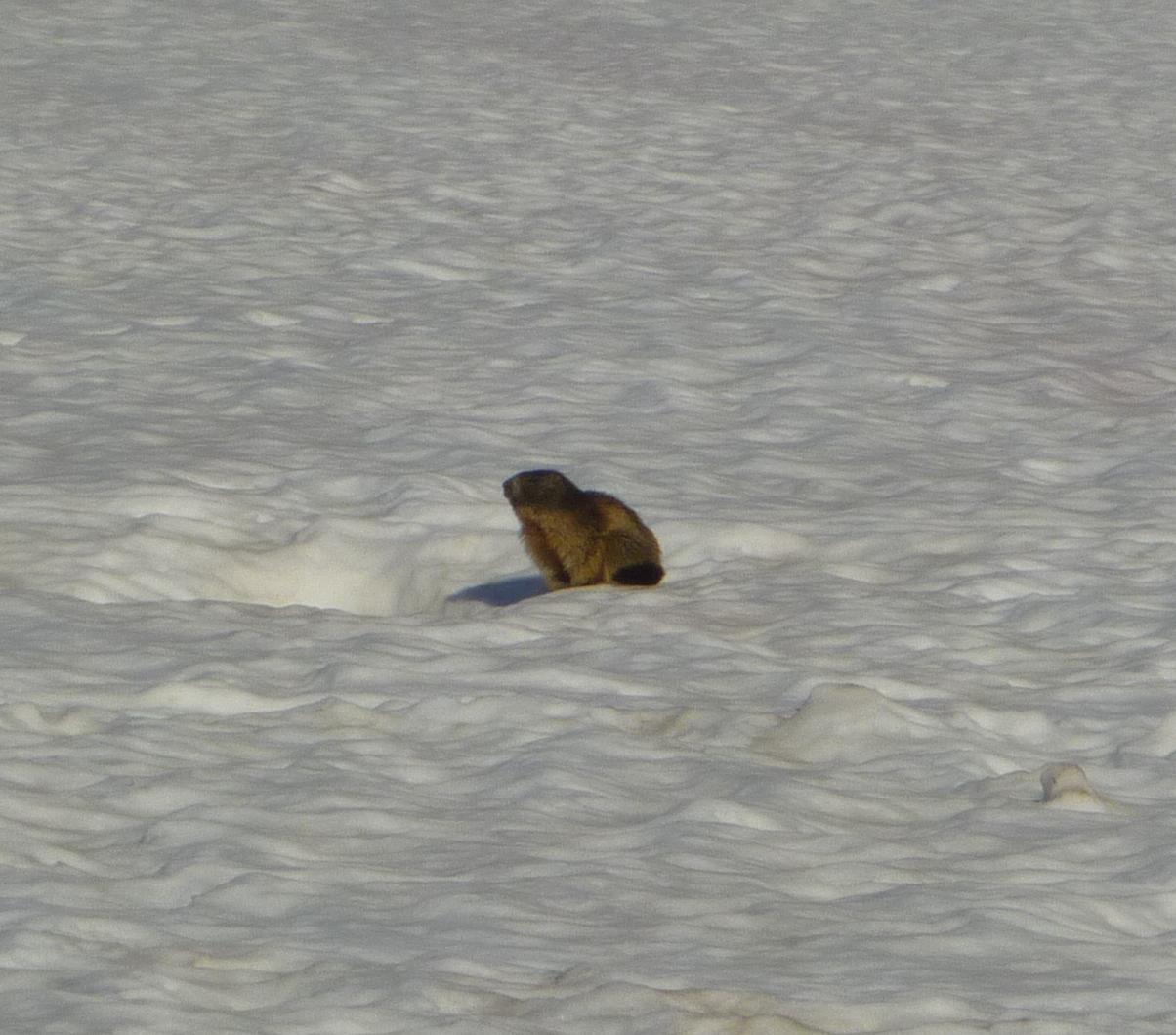 #7 Marmotte : C Marmotte : C'est quand qu'elle vient la fonte des neiges!