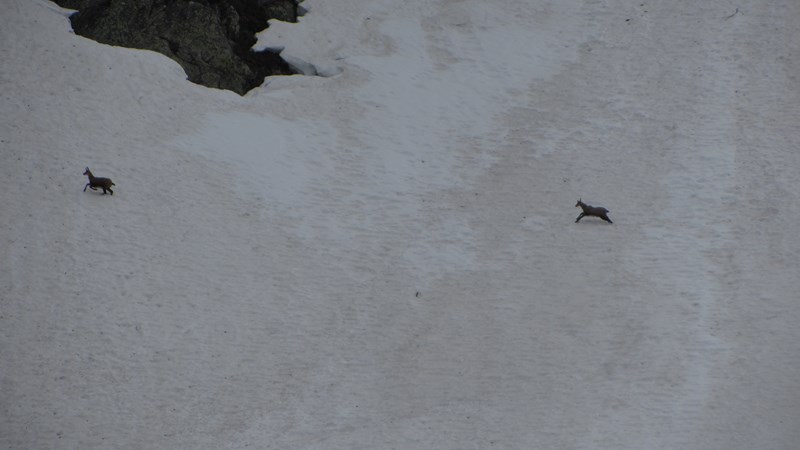 #10 Chamois : Ils sont toujours faciles ... Chamois : Ils sont toujours faciles ...
