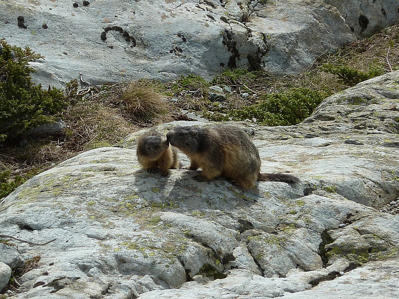 #3 Marmottes : un peu de douceur dans ce monde de buts Marmottes : un peu de douceur dans ce monde de buts