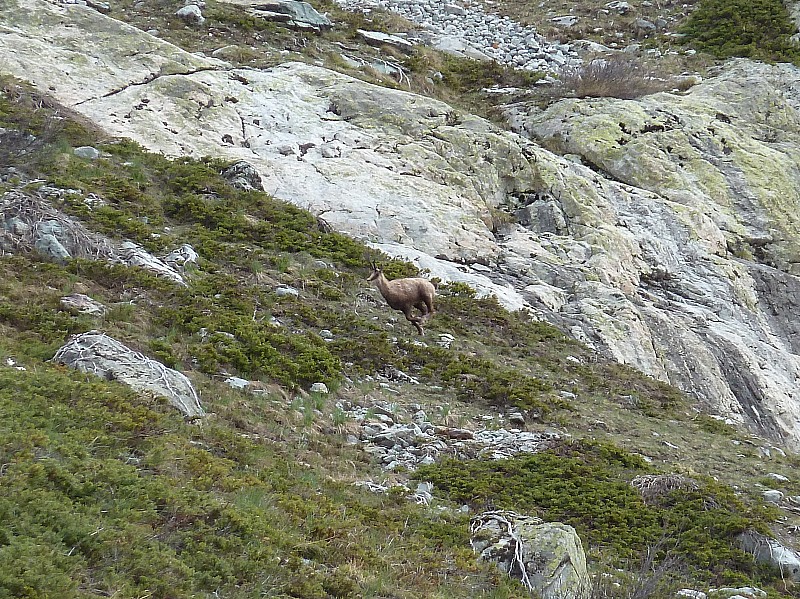 #2 Chamois : pas très sociable Chamois : pas très sociable