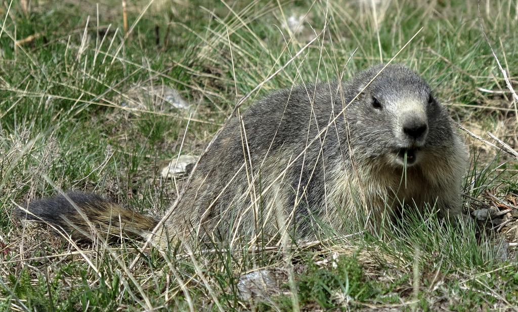 #12 Marmota marmota Marmota marmota