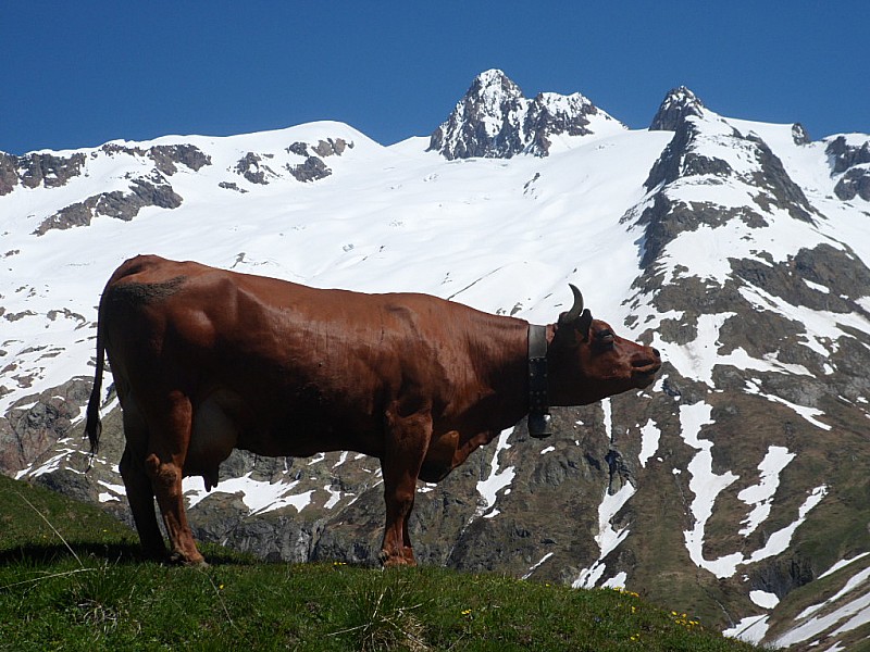 #11 A des Glaciers : Au parking, c A des Glaciers : Au parking, c'est l'été, l'herbe à l'air d'être apprécier par certaine...