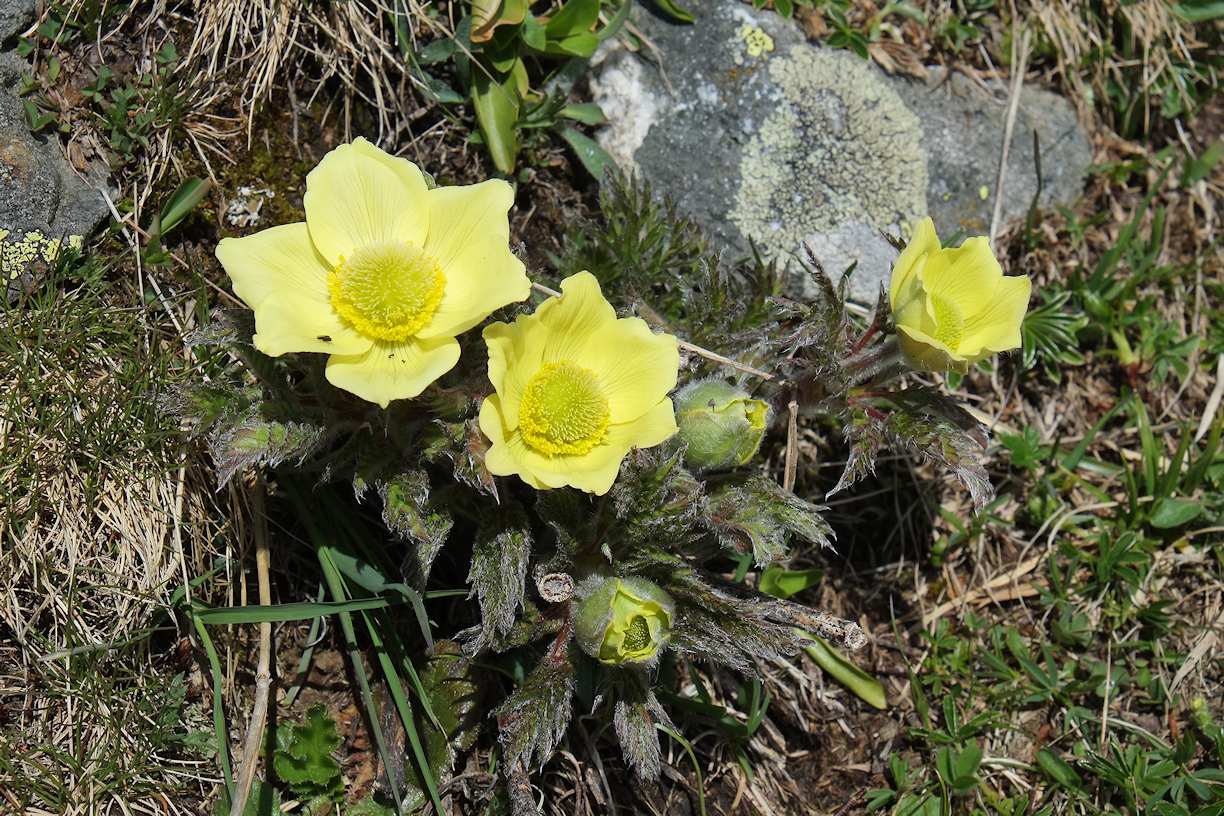 #28 Aiguille des Glaciers : le printemps arrive ! Aiguille des Glaciers : le printemps arrive !