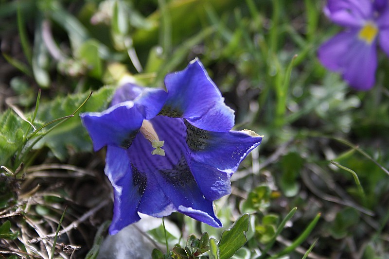#13 été, fin : je ne donne pas les noms, je suis aussi nul en fleurs qu été, fin : je ne donne pas les noms, je suis aussi nul en fleurs qu'en crampons...
