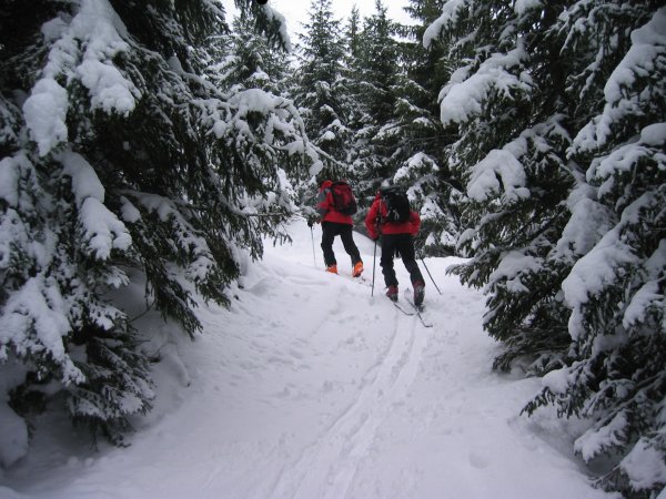 #1 Passage en forêt : Merci pour la trace, les spatules bottent !! Passage en forêt : Merci pour la trace, les spatules bottent !!