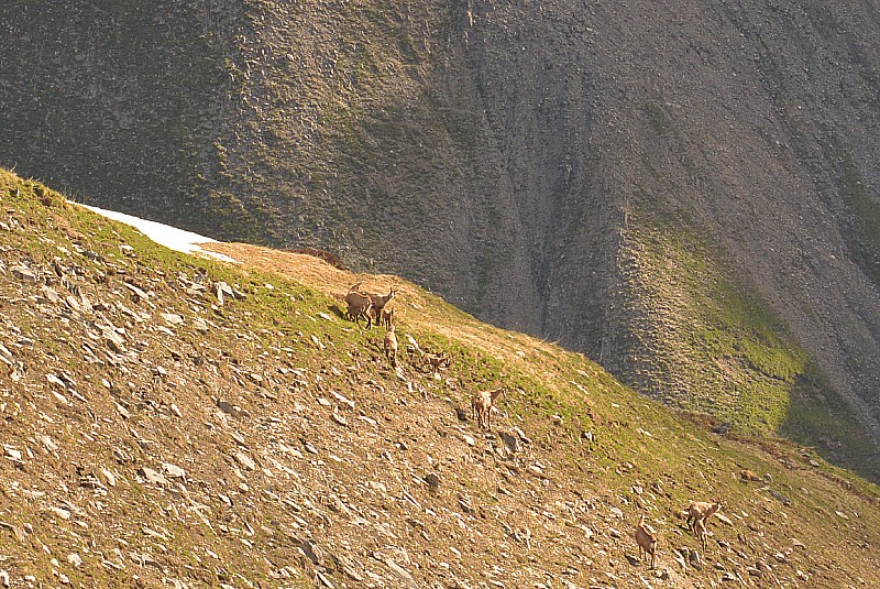 #8 Draye des Odoux : Fréquentée par les Chamois Draye des Odoux : Fréquentée par les Chamois