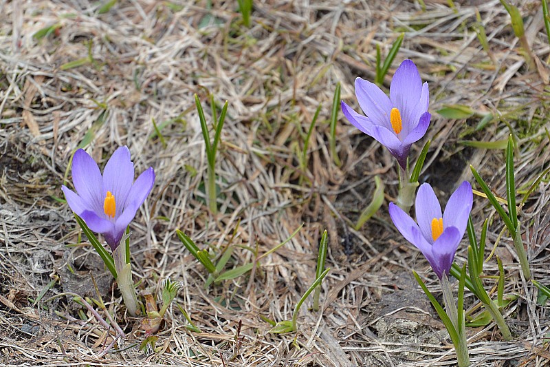 #13 Trio de Crocus : La neige se retire... va falloir bientôt penser à ranger les skis! Trio de Crocus : La neige se retire... va falloir bientôt penser à ranger les skis!
