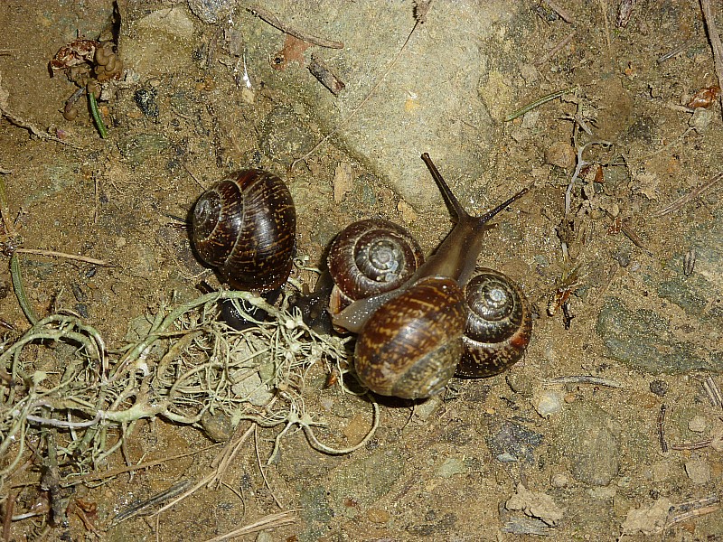 #1 Chemin : Il y a déjà du monde ! Chemin : Il y a déjà du monde !