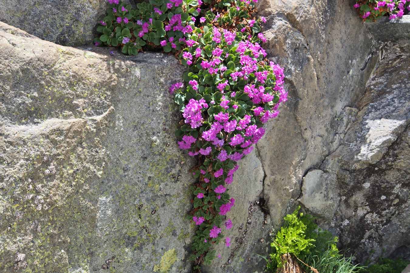 #27 Primevère hirsute : De superbes grappes colorées égayent les rochers. Primevère hirsute : De superbes grappes colorées égayent les rochers.