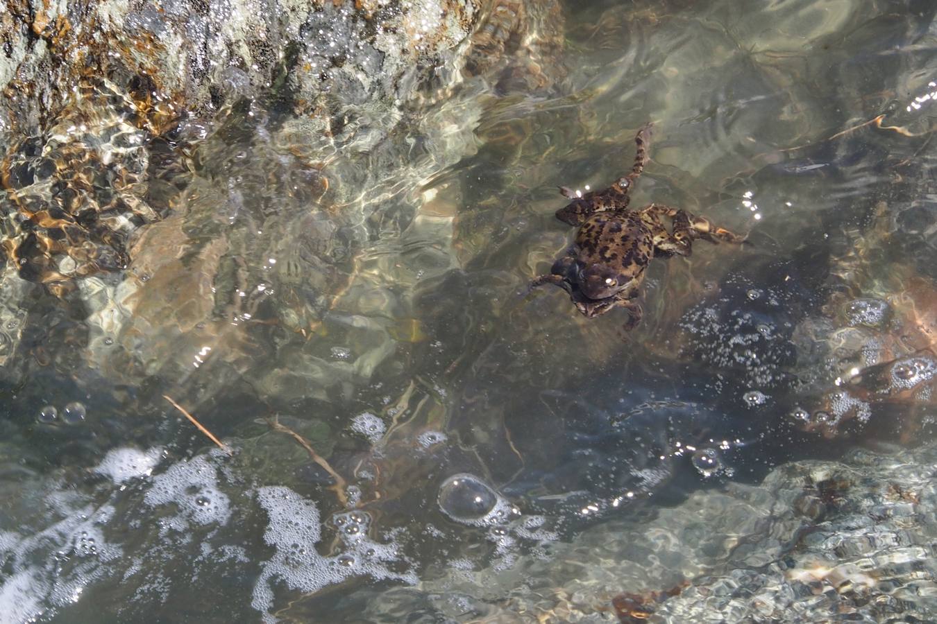 #24 De l De l'eau partout : Et des grenouilles aussi ...