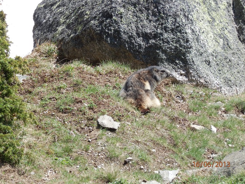 La marmotte : du plan de l'aiguille