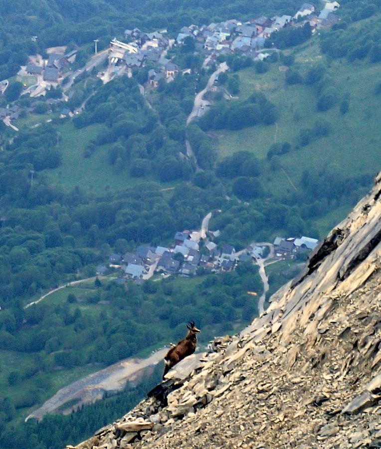 #10 Aiguillettes : Chamois loin au dessus de Vaujany Aiguillettes : Chamois loin au dessus de Vaujany