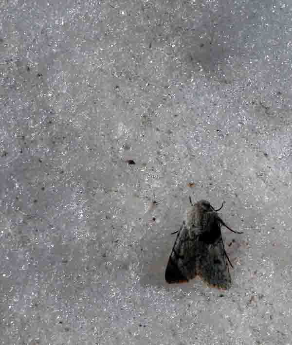 Papillon : Insecte sur la neige