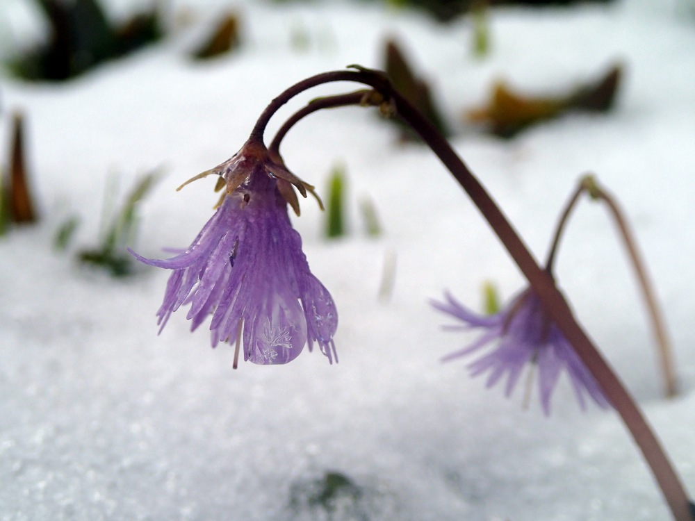 #3 Comberousse : Soldanelles, les pieds dans la neige Comberousse : Soldanelles, les pieds dans la neige