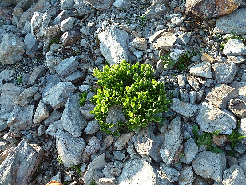 #10 Sous le sommet : La neige vient juste de se retirer et déjà la vie Sous le sommet : La neige vient juste de se retirer et déjà la vie