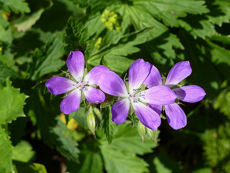 #16 Bergerie : Juste observer Bergerie : Juste observer