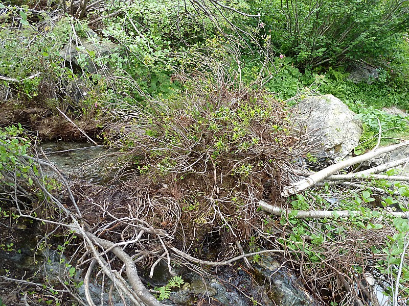 #18 Bergerie : Spécial acrobranche Bergerie : Spécial acrobranche