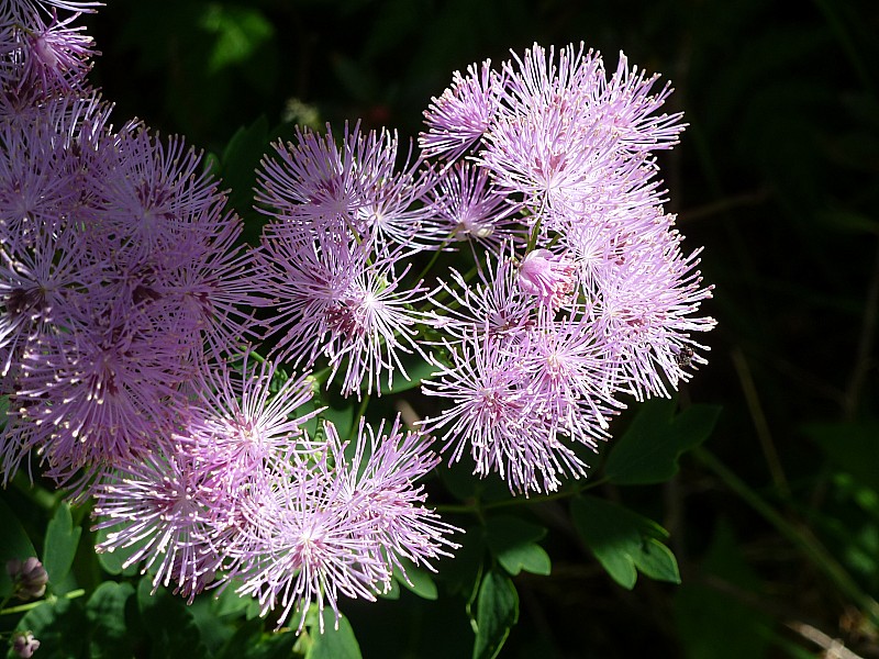 #17 Bergerie : Un autre moment de beauté Bergerie : Un autre moment de beauté