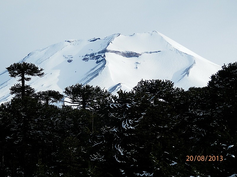 Le sommet : et les magnifiques Araucarias