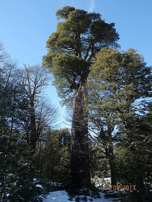 Un gros arbre typique du : Chili