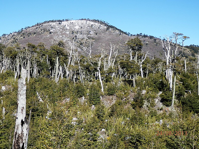Les troncs calcinés : par la dernière éruption volcanique du Lonquimay en 1988