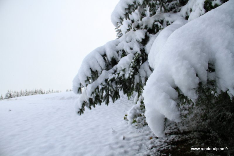 Sapin : Beau sapin de Noel