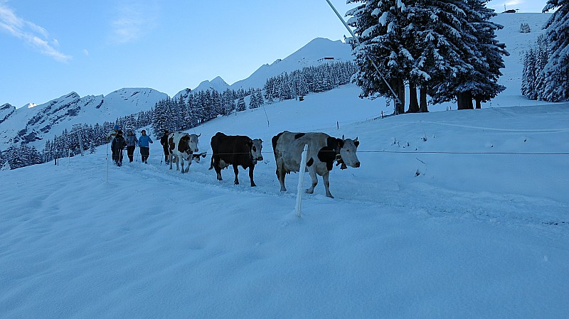 #2 Départ avec les vaches : descente d Départ avec les vaches : descente d'alpage , surpris par la neige d'hier