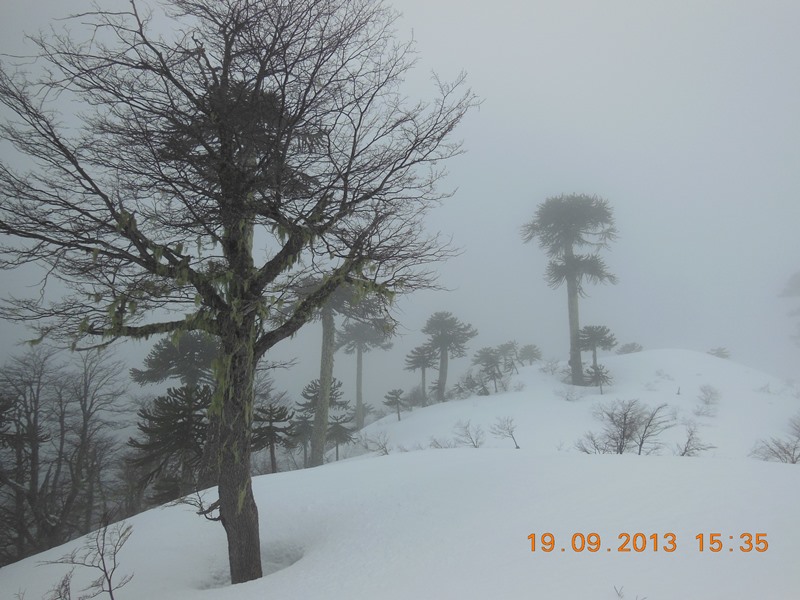 Dans la forêt d'araucarias : La neige et le brouillard arrêtent notre progression