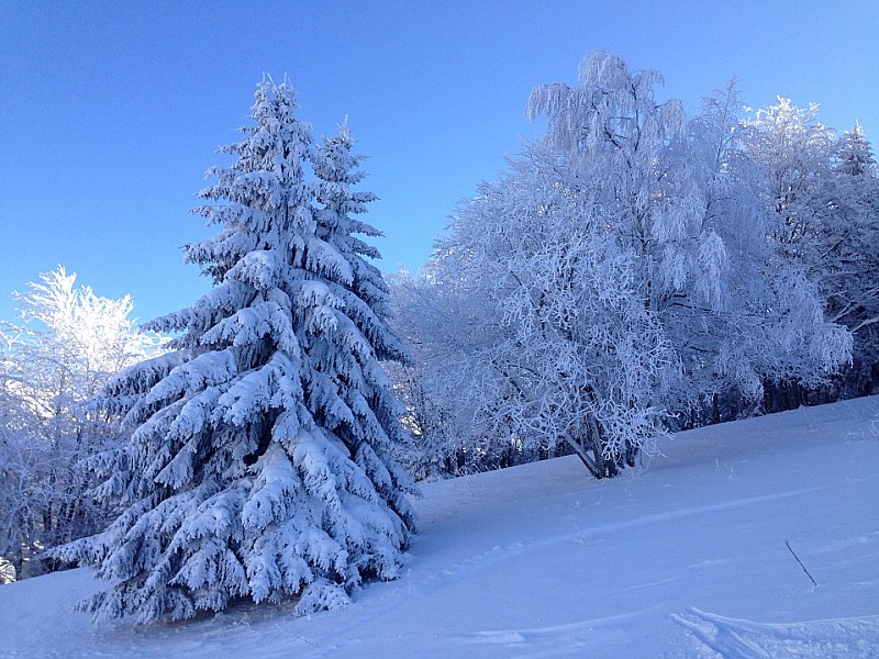 #6 Givre : Les arbres sont bien blanc Givre : Les arbres sont bien blanc