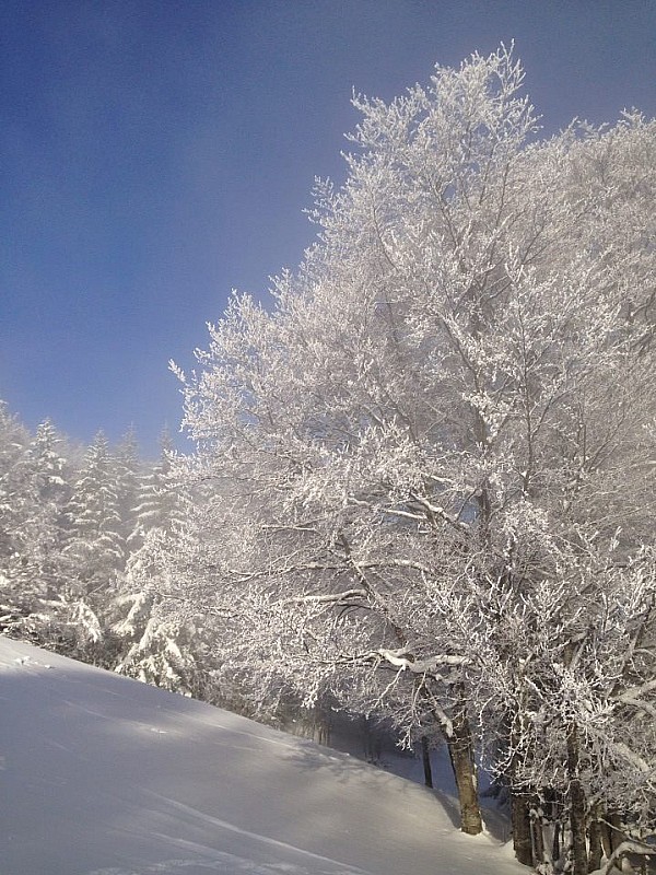 #5 Givre : Les arbres sont bien blanc Givre : Les arbres sont bien blanc