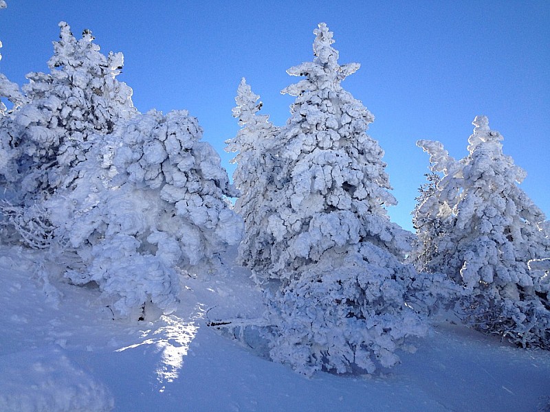 #7 Sapins : L Sapins : L'hiver est bien là !
