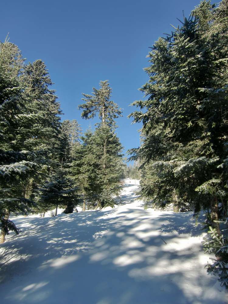 #2 Trouée : éclaircie montant au col du Rachat(1370m) Trouée : éclaircie montant au col du Rachat(1370m)