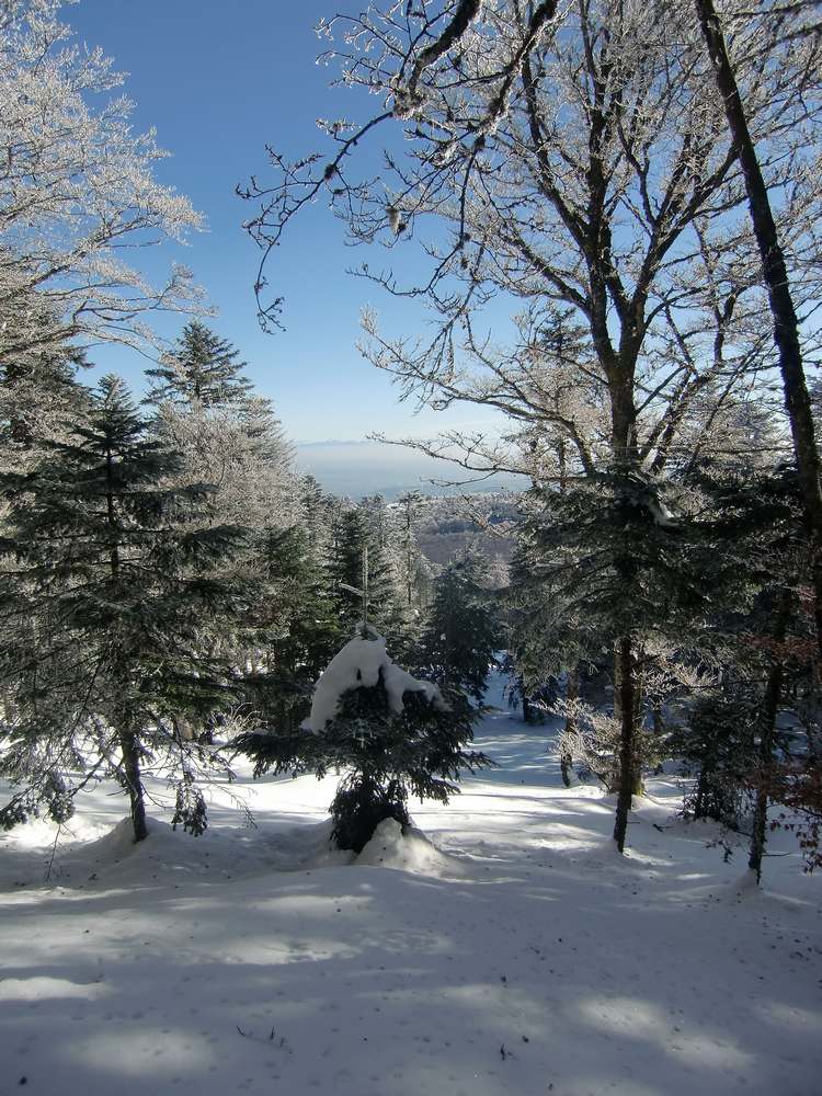 #8 Forêt : promenons nous dans les bois, pendant... Forêt : promenons nous dans les bois, pendant...