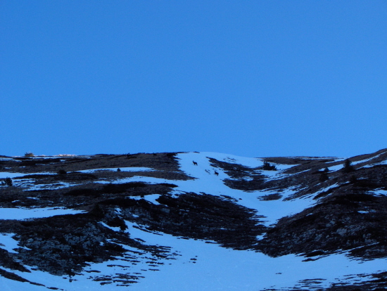 #2 lances de malissard : 3 beau chamois lances de malissard : 3 beau chamois