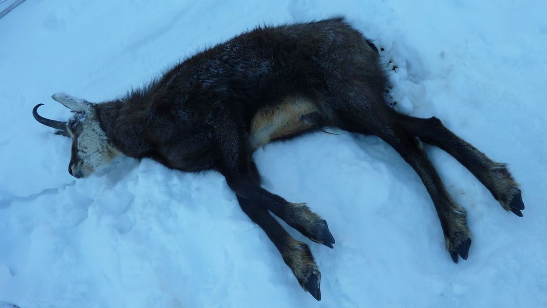 #1 Chamois : sa mort est récente mais inexpliquée... Chamois : sa mort est récente mais inexpliquée...