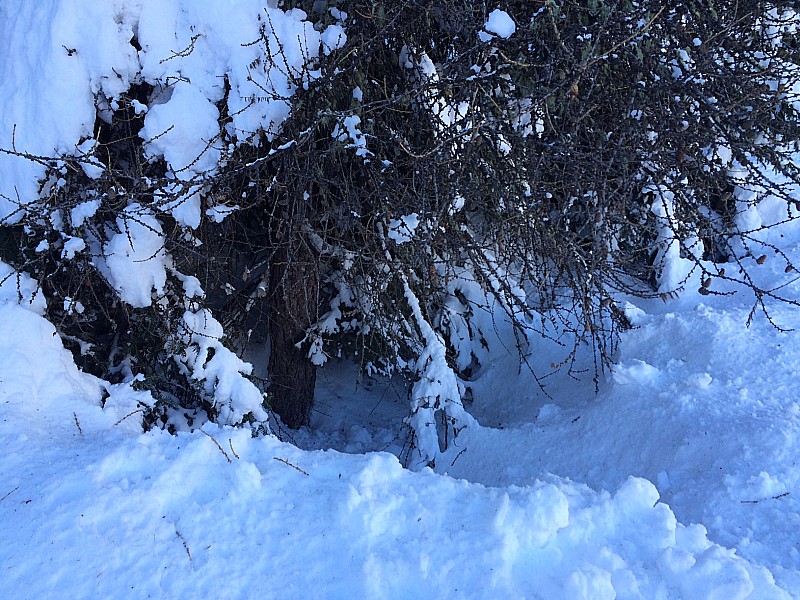 Des grosses cuvettes : Avec ces grosses chutes de neige, ça fait des grosses cuvettes sous les arbres, attention de pas tomber au fond!