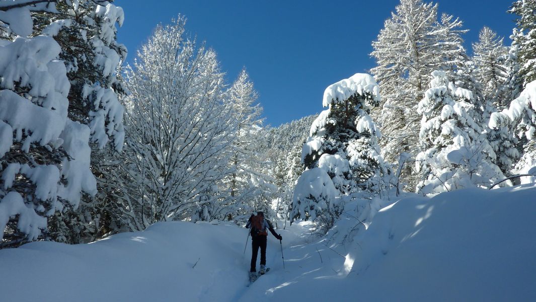 #3 C C'est l'hiver : les arbres sont blindés, c'est comme ça qu'on les aime