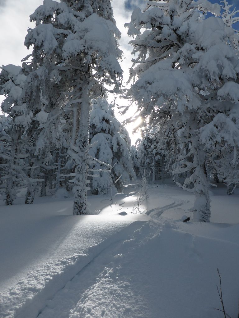 #14 Forêt de poudre : Une ambiance magique Forêt de poudre : Une ambiance magique