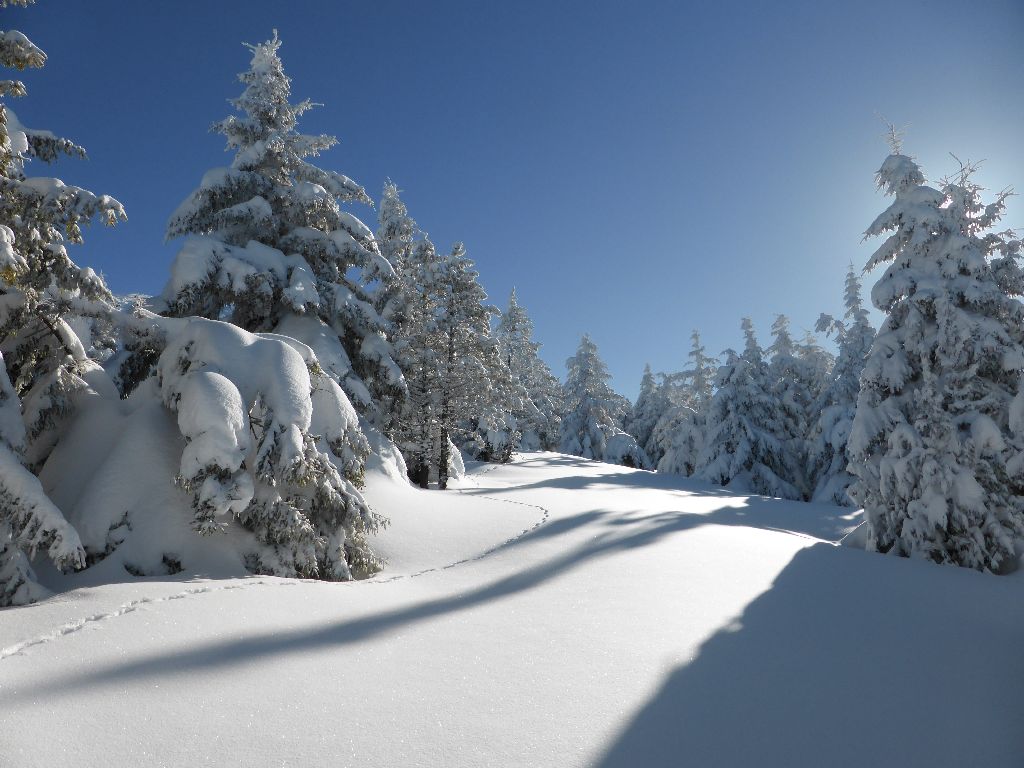 #5 Traces animales : Toutes récentes Traces animales : Toutes récentes