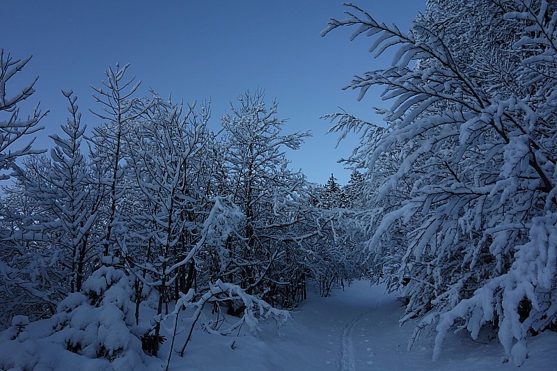 #7 Passage en forêt : Ambiance féérique. Passage en forêt : Ambiance féérique.