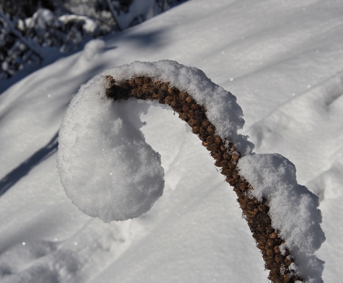#3 Insolite : Bouillon blanc. Insolite : Bouillon blanc.
