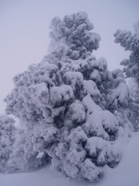 Pin "habillé" : Beaucoup de neige sur les arbres dans les environs de la brêche Arnaud