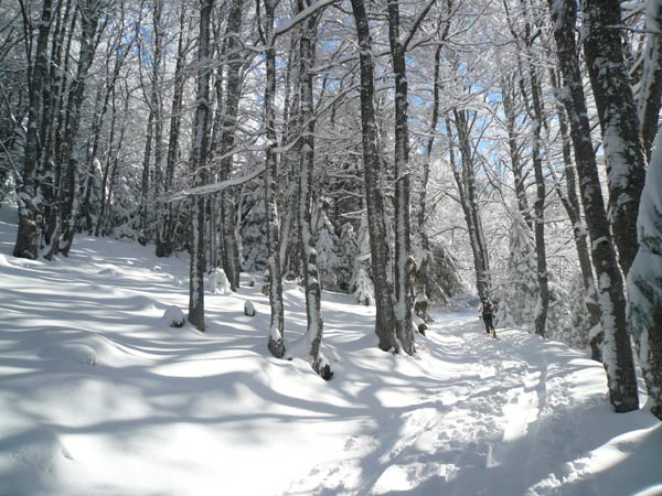#1 Dans la foret : A peine partis depuis 15 mn, j Dans la foret : A peine partis depuis 15 mn, j'avais déja mis 50 mètres à Marco ... bien sûr, il vous dira qu'il prennait des photos